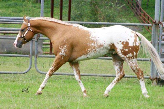 Palomino Appaloosa Horses